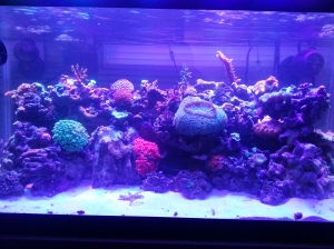 My fish-less fish tank